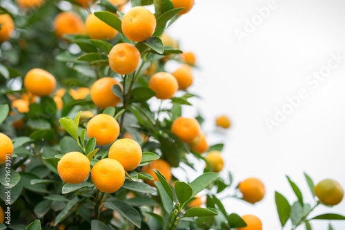 Kumquat tree. Together with Peach blossom tree, Kumquat is one of 2 must have trees in Vietnamese Lunar New Year holiday in north.