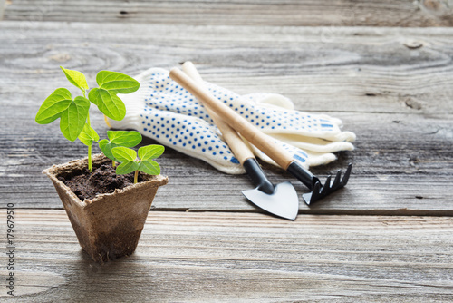 Seedlings in a peat pot