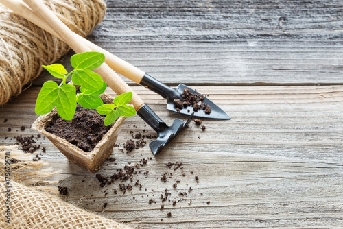 Seedlings in a peat pot