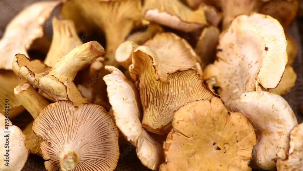 Fresh rotating Chanterelles (4K; seamless loopable) Fresh rotating Chanterelles (4K; seamless loopable)