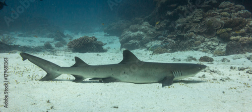 White tip reef shark resting on the white sand at 15 meters below the surface on Lady Elliot Island in Queensland Australia