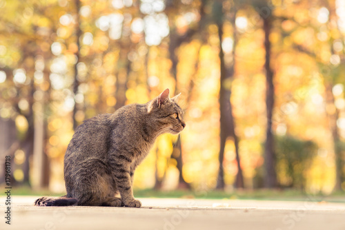 Cute kitten in autumn park enjoying good weather
