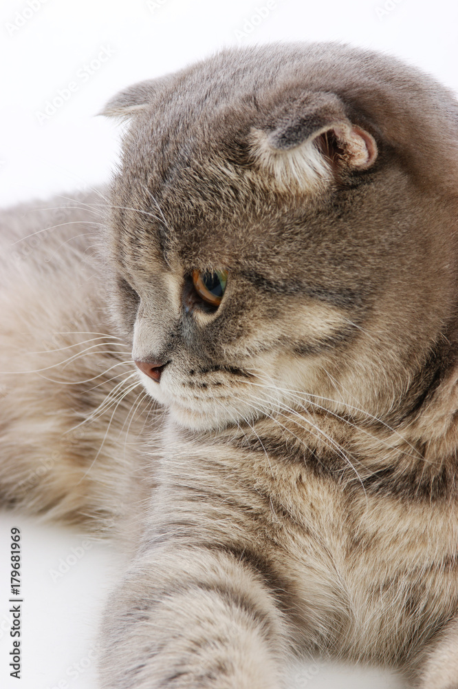 British kitten on white background British kitten on white background