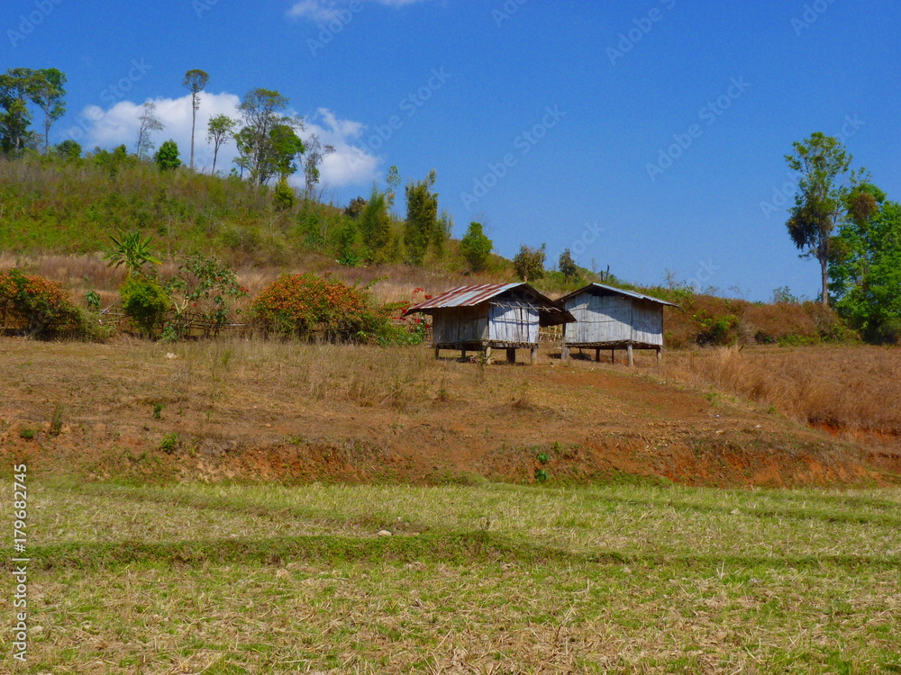 asian rice fields and farmer hut in dry season, cultivation in the Thailand country asian rice fields and farmer hut in dry season, cultivation in the Thailand country