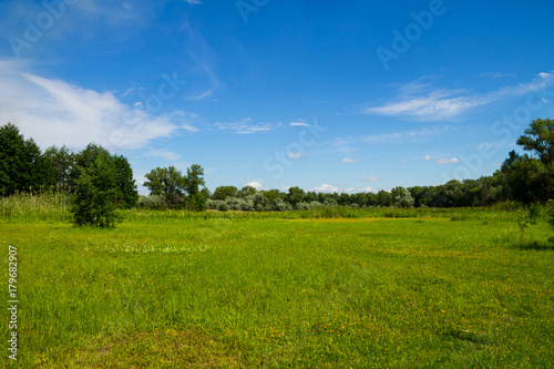 Summer landscape with green trees, meadow and blue sky © olyasolodenko