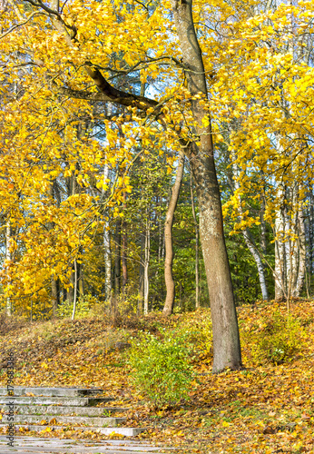 Late autumn in old public park, Riga, Latvia
