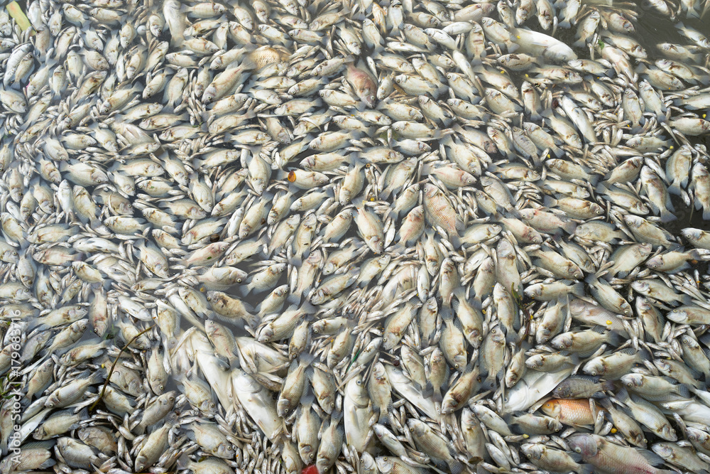 Mass death of fish floating on polluted lake water