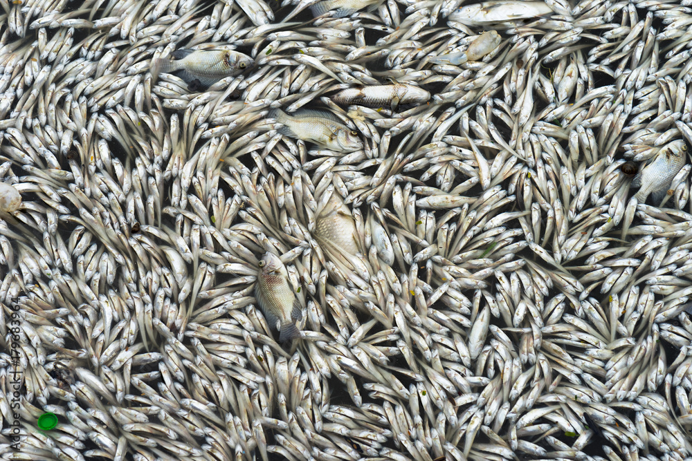 Dead fish floated in the water Dead fish floated in the water
