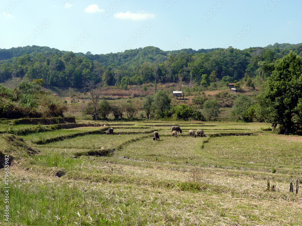 Thailand cows gray color on the field eating grass in the outdoor.