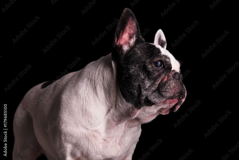 sad looking french bulldog on black background