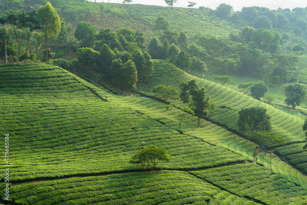 Tea plantations in early morning