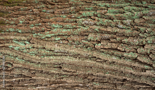 Relief texture of the brown bark of a tree with green moss and blue lichen on it. Panoramic image of a tree bark texture.