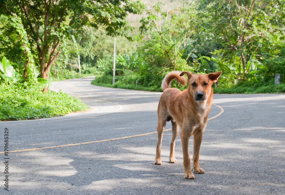 Obraz premium Dog on a road