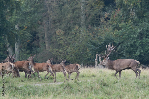 Red deer