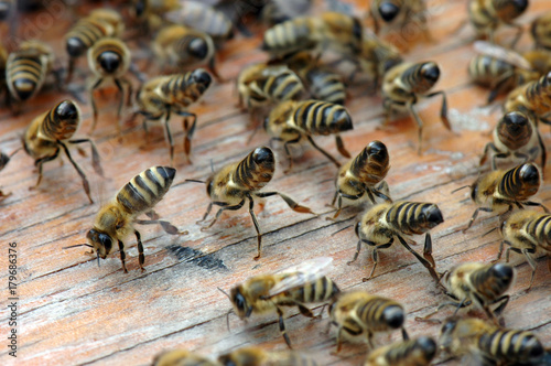 Viele Arbeitsbienen eines Bienenschwarms tanzen auf Holzunterlage