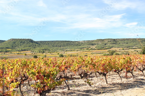 vignes aux couleurs d'automne, occitanie, hérault, france