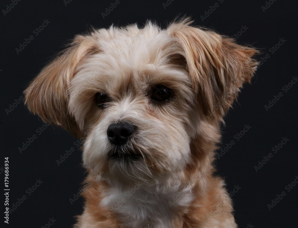 Portrait eines kleinen Hundes im Studio Portrait eines kleinen Hundes im Studio