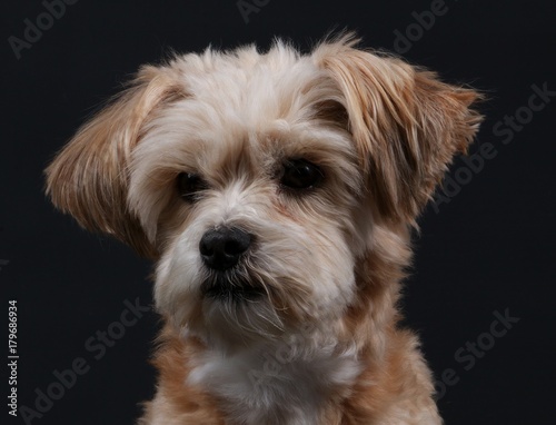 Portrait eines kleinen Hundes im Studio