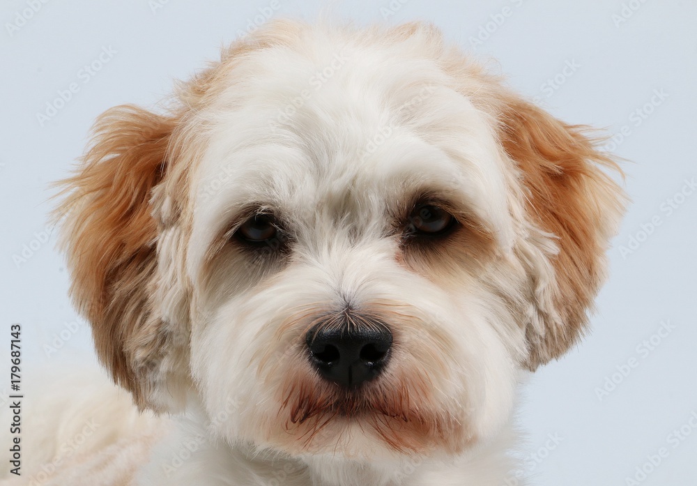 Portrait eines kleinen Hundes im Studio