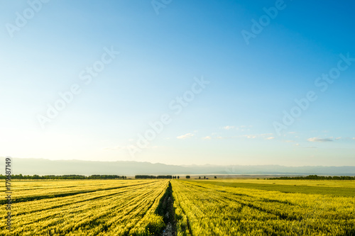 wheat field in Xinjiang China