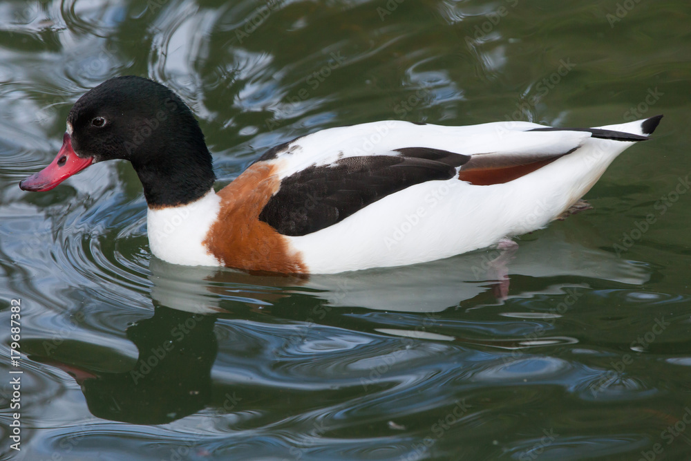 Common shelduck (Tadorna tadorna). Common shelduck (Tadorna tadorna).