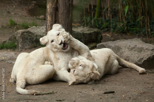 White lion (Panthera leo krugeri). photo