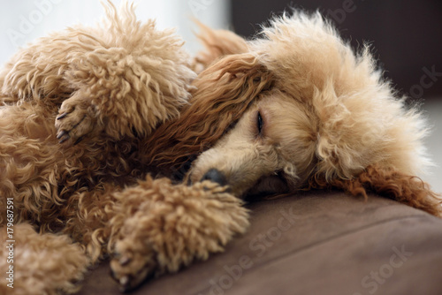 Poodle dog is lying and sleeping on the armchair at home . © Rasulov