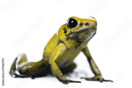 Golden Poison Frog, Phyllobates terribilis, against white background, studio shot