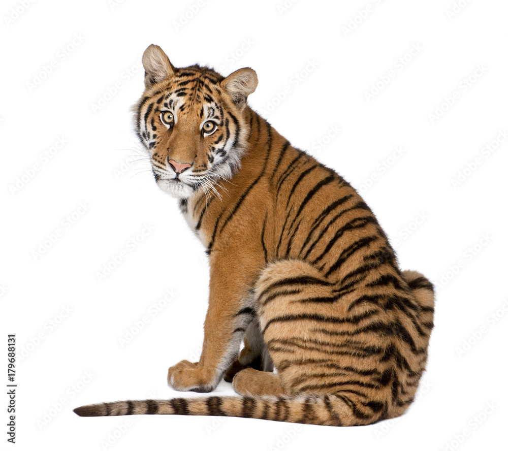 Obraz premium Portret tygrysa bengalskiego, 1 rok stary, siedzący, studio strzał, Panthera tigris tigris