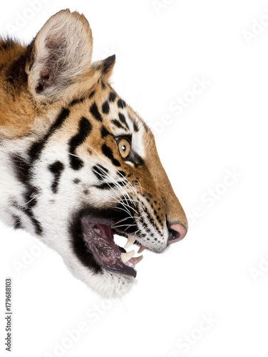 Fototapeta Naklejka Na Ścianę i Meble -  Close-up profile of Bengal tiger snarling, Panthera tigris tigris, 1 year old, in front of white background, studio shot