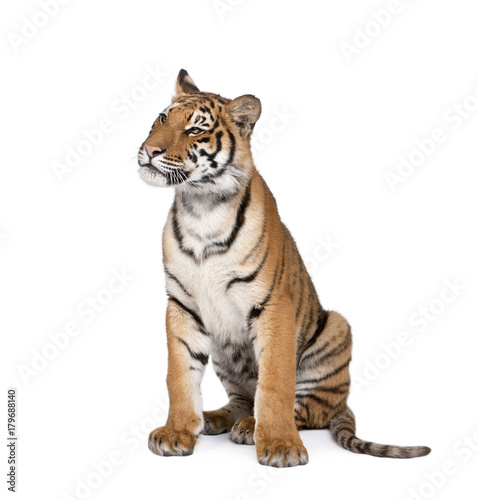 Fototapeta Naklejka Na Ścianę i Meble -  Portrait of Bengal Tiger, Panthera tigris tigris, 1 year old, sitting in front of white background, studio shot