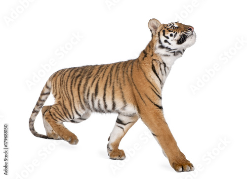 Bengal Tiger, Panthera tigris tigris, 1 year old, walking in front of white background, studio shot