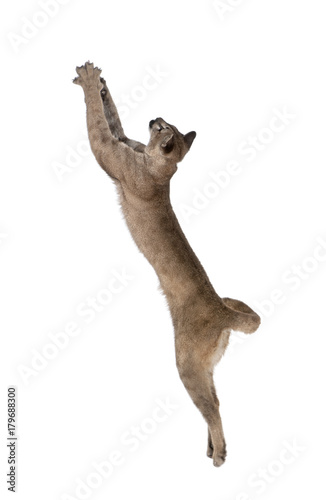 Puma cub, Puma concolor, 1 year old, leaping in midair against white background, studio shot