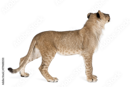 Side view of young lion cub, Panthera leo, 8 months old, standing against white background, studio shot