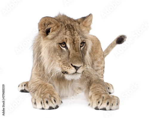 Portrait of young lion cub, Panthera leo, 8 months old, sitting against white background, studio shot