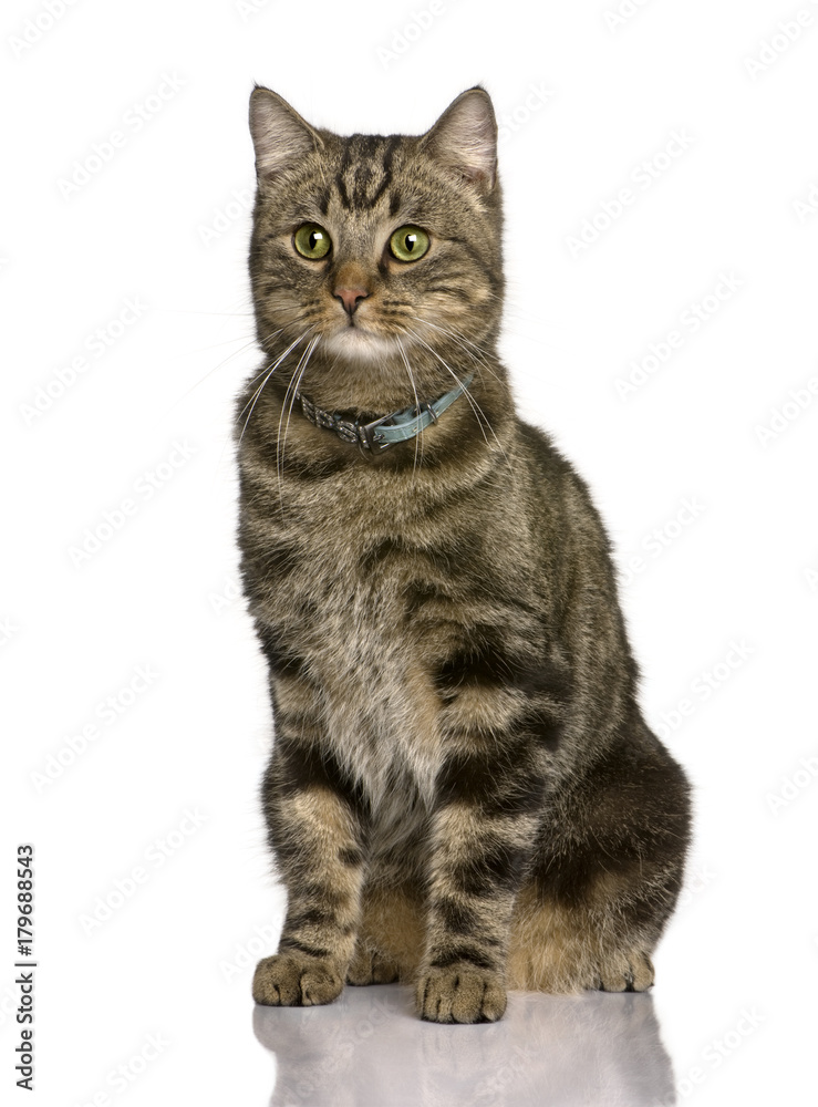 Cat, 2 years old, sitting in front of white background, studio shot