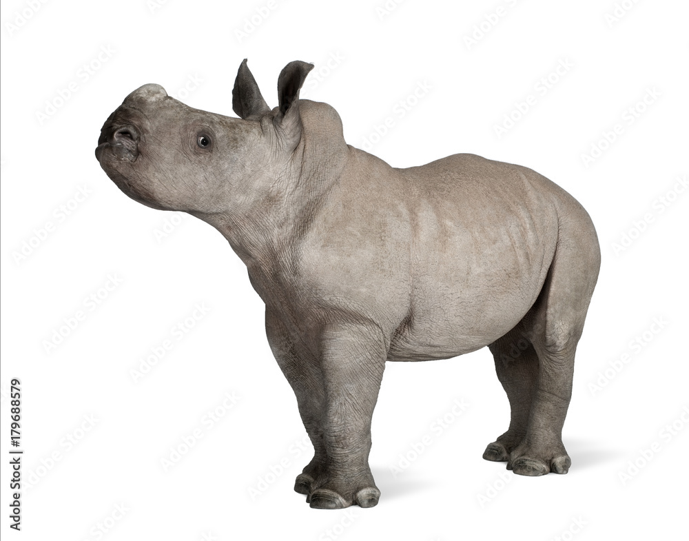 Naklejka premium young White Rhinoceros or Square-lipped rhinoceros - Ceratotheri