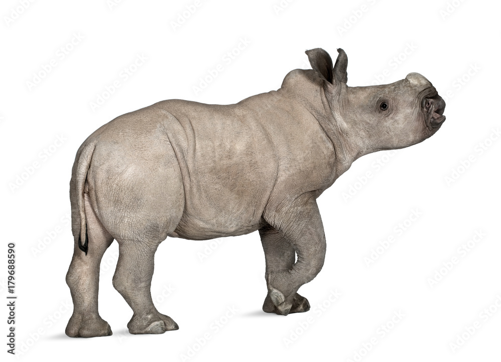 Naklejka premium young White Rhinoceros or Square-lipped rhinoceros - Ceratotheri