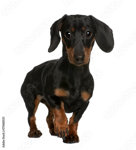 Daschund, 10 months old, standing in front of white background