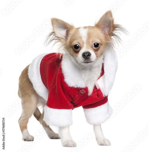 Chihuahua puppy in Santa Claus suit  7 months old  standing in front of white background