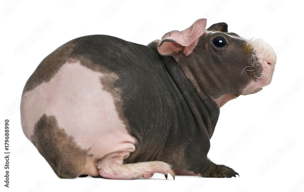 Fototapeta premium Hairless Guinea Pig standing against white background