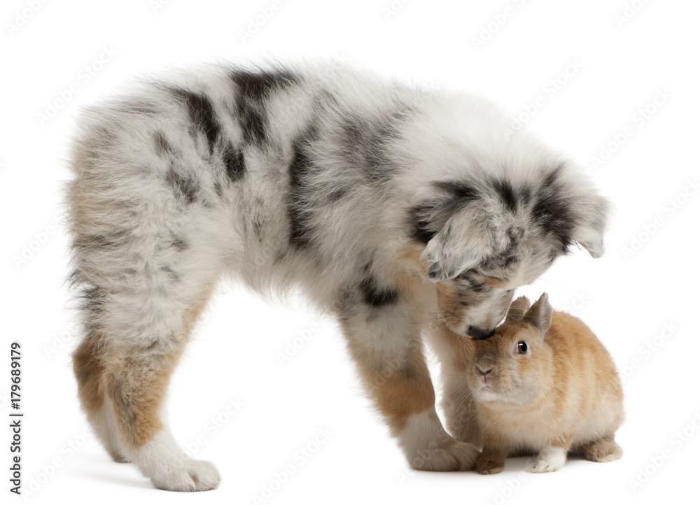 Obraz premium Blue Merle Australian Shepherd puppy playing with rabbit, sitting in front of white background