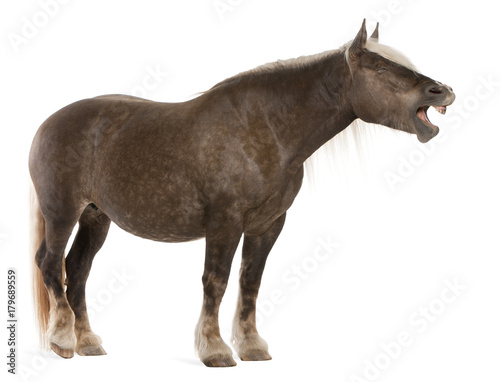 Comtois horse, a draft horse, Equus caballus, 10 years old, standing in front of white background with mouth open photo