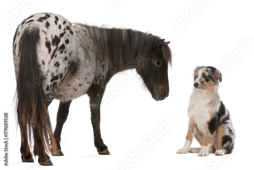 Slika na platnu Appaloosa Miniature horse, Equus caballus, 2 years old,  and Australian Shepherd