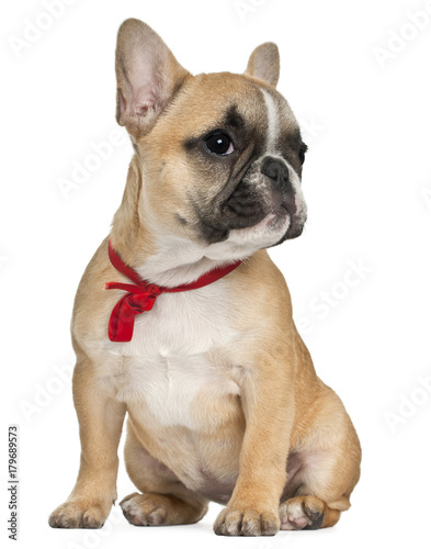 French Bulldog puppy wearing red bow, 3 and a half months old, sitting in front of white background