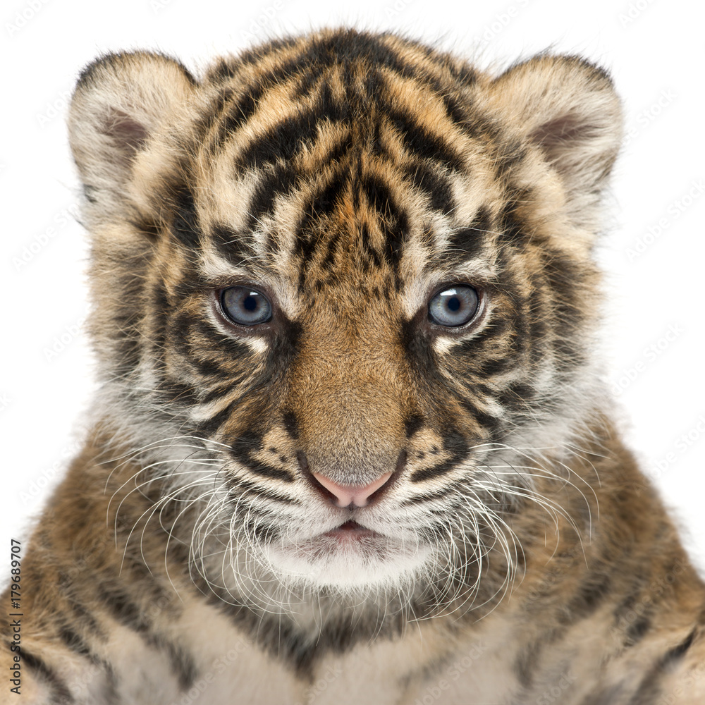 Fototapeta premium Tygrys sumatrzański cub, Panthera Tigris sumatrae, 3 tygodnie, przed białym tle