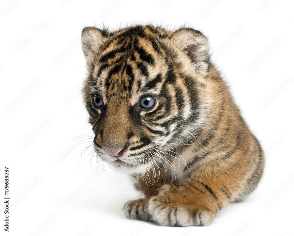 Obraz premium Sumatran Tiger cub, Panthera tigris sumatrae, 3 weeks old, in front of white background
