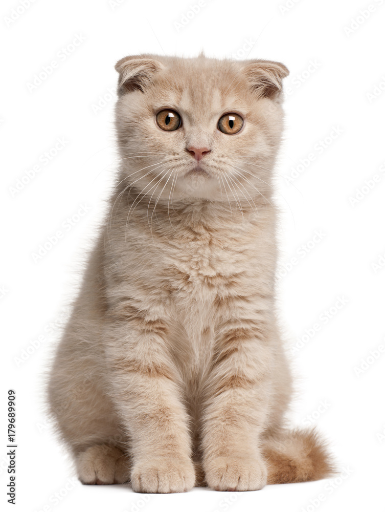 Scottish Fold Kitten, 1 months old, sitting in front of white background