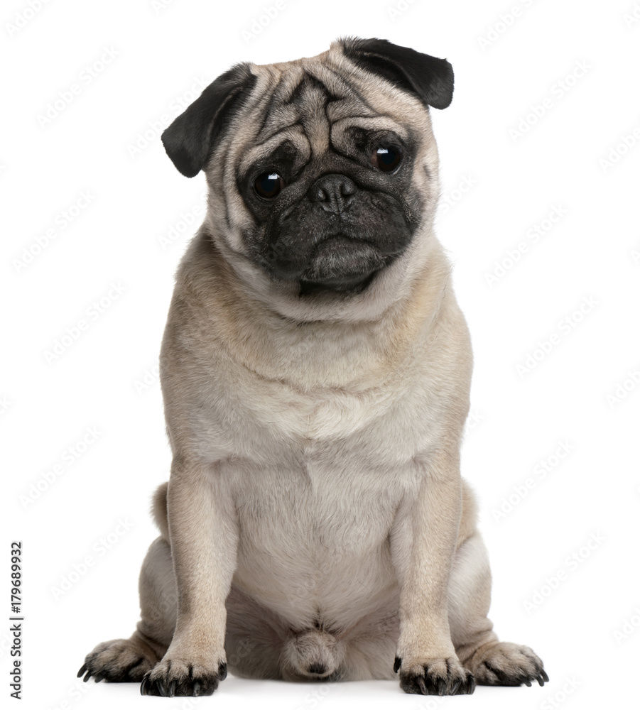 Pug, 4 years old, sitting in front of white background