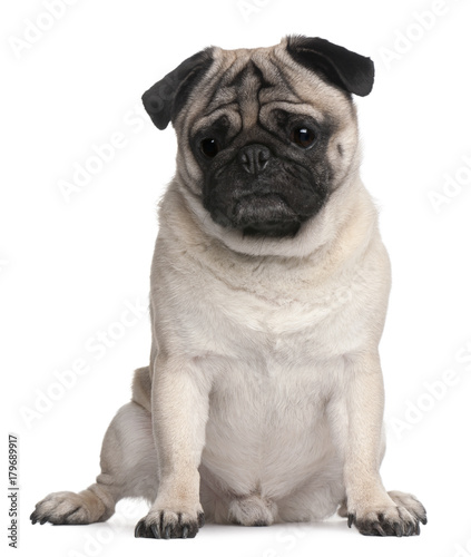 Pug, 4 years old, sitting in front of white background